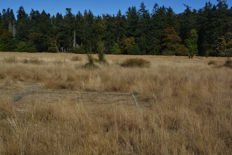 yellow meadow